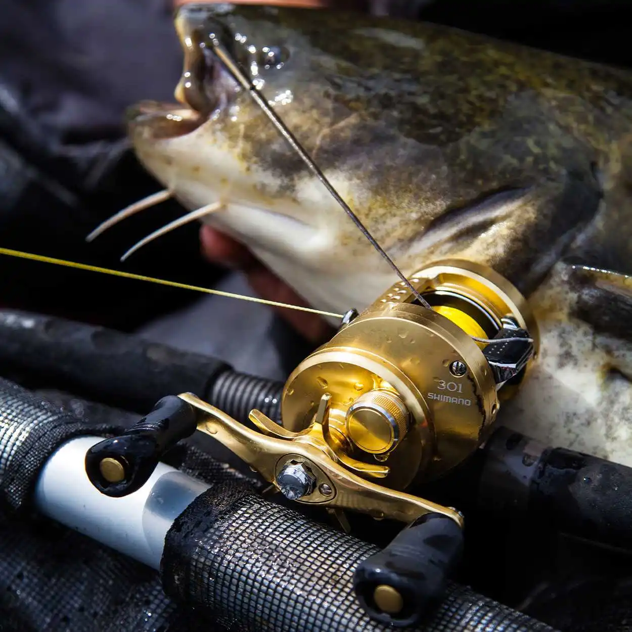 Shimano Calcutta Conquest 201 A – Bild 6