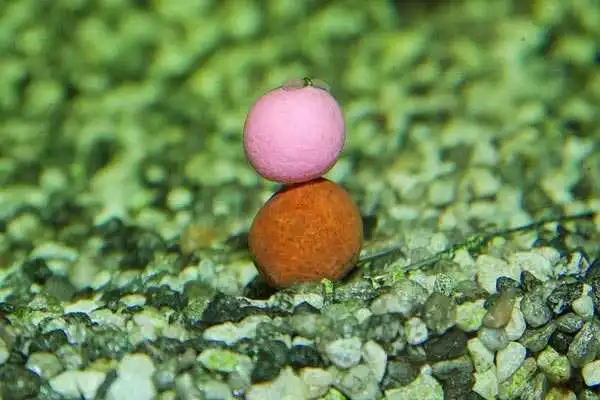 Dynamite Baits The Crave Fluro Pop-Ups & Dumbells Pink – Bild 2