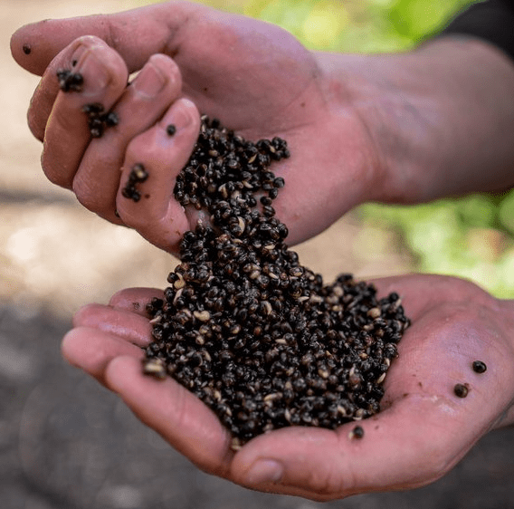 Nash Oily Hemp 2,5 Liter – Bild 2