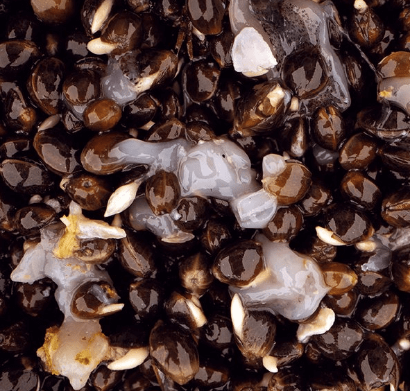 Nash Scopex Squid Hemp 500 Ml – Bild 2